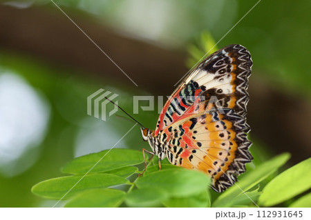 The beautiful butterfly on flower is show beauty wing in nature garden 112931645