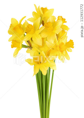 Daffodil flower or narcissus isolated on white background with full depth of field Daffodil flower or narcissus isolated on white background with full depth of field 112931772
