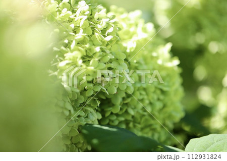 黄緑色の花びらの紫陽花 庭の花壇 黄緑色の花びらの紫陽花 庭の花壇 112931824