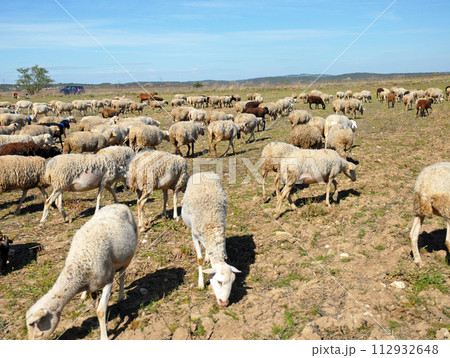 herd of sheeps herd of sheeps 112932648
