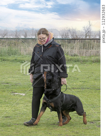obedience training with a rottweiler obedience training with a rottweiler 112932683