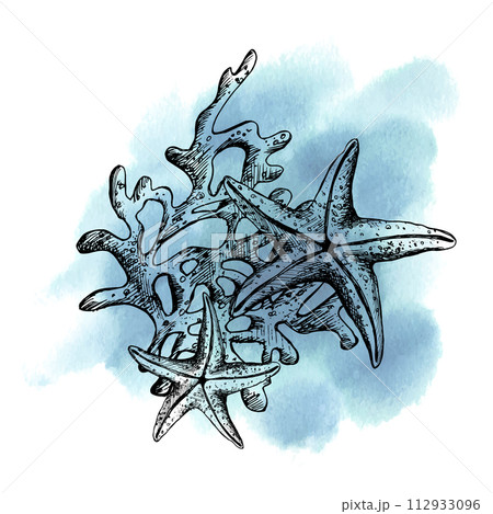 Underwater world clipart with sea animals starfish, shells, coral and algae. Graphic illustration hand drawn in black ink. Composition EPS vector. Underwater world clipart with sea animals starfish, shells, coral and algae. Graphic illustration hand drawn in black ink. Composition EPS vector. 112933096