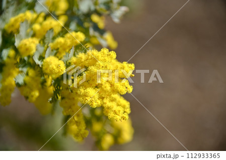 ミモザ ミモザ 112933365