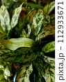 Beautiful shiny green leaves of the gardening store 112933671