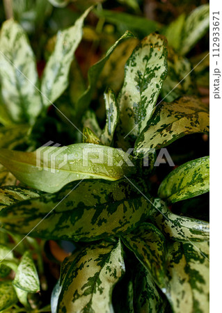 Beautiful shiny green leaves of the gardening store 112933671