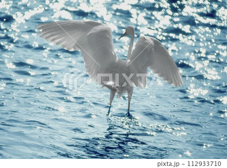 しらさぎ　アート風　 112933710