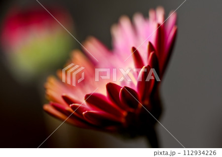 赤いガーベラの花 112934226