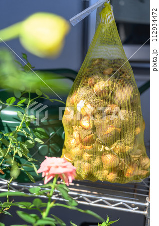 チューリップ球根　陰干し 112934472