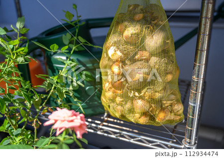 チューリップ球根　陰干し 112934474