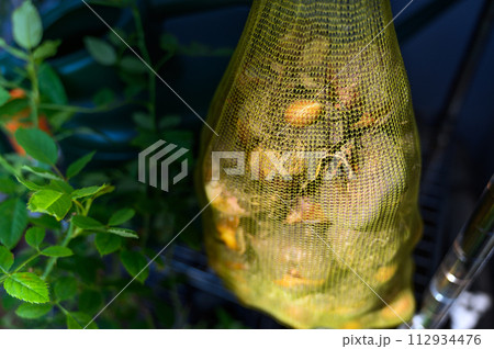 チューリップ球根　陰干し 112934476