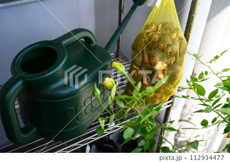 チューリップ球根　陰干し 112934477