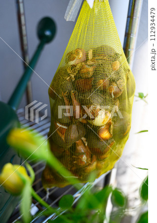 チューリップ球根　陰干し 112934479