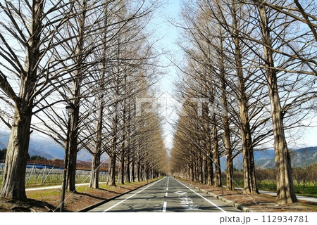 高島市メタセコイア並木道 高島市メタセコイア並木道 112934781