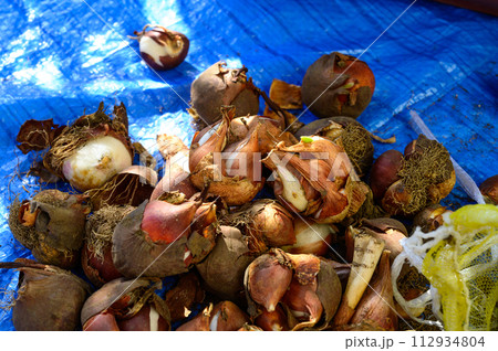 チューリップ球根　植えつけ 112934804