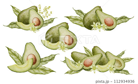 Avocado Watercolor illustrations set. Botanical drawing of Fruit with flower. Vegetable with leaves painting. Hand drawn composition of vegan food on isolated background for recipes and cookbooks. Avocado Watercolor illustrations set. Botanical drawing of Fruit with flower. Vegetable with leaves painting. Hand drawn composition of vegan food on isolated background for recipes and cookbooks. 112934936