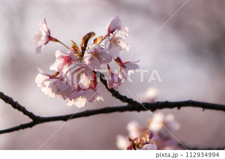 【カンザクラ】徳島中央公園の蜂須賀桜 112934994
