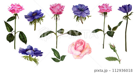 Watercolor roses and anemones on white background. 112936018