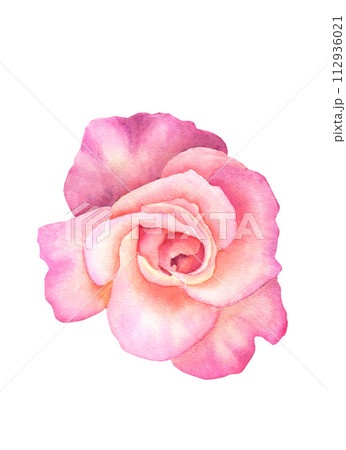 Watercolor pink rose 112936021
