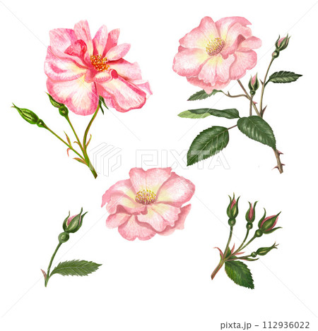 Watercolor set of leaves and flowers rose hip. 112936022