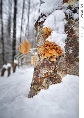Flammulina velutipes Flammulina velutipes 112936134
