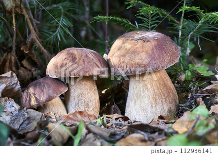 Boletus reticulatus 112936141