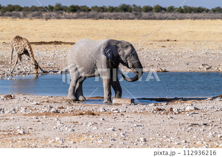 African Elephant drinking at a waterhole African Elephant drinking at a waterhole 112936216