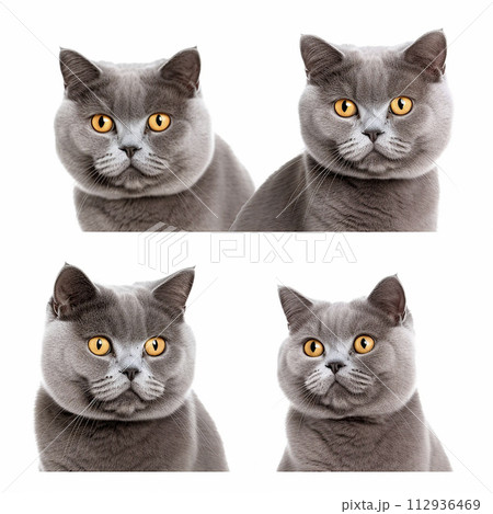 This set features four distinct images showcasing cat with striking yellow eyes. Cats gaze is intense, and its various poses capture its beauty and curiosity. 112936469