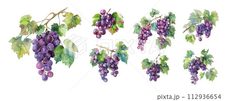AI-generated content. Grapes with leaves. Isolated fresh grape watercolor graphic. Agriculture harvest elements. Wine products raw ingredients, vector set 112936654