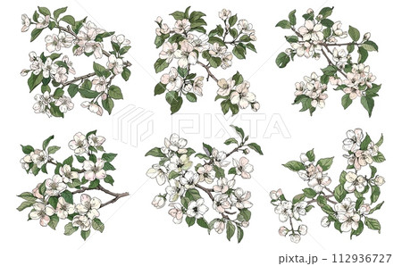 AI-generated content. Blooming apple tree branches. Branch with flowers, floral decorative natural sketch. Isolated nature, blossom romantic vector collection 112936727