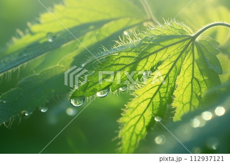 Background of green nettle leaves, beneficial nettle plant texture 112937121