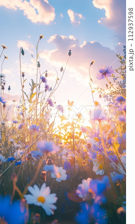 Summer wild field with wildflowers daisies and cornflowers in the rays of the sun 112937598