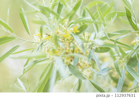 Elaeagnus commutata, the silverberry or wolf-willow blossom; close up 112937631