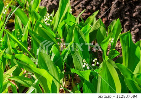 Lily of the valley (Convallaria majalis) white flowers in forest at spring Lily of the valley (Convallaria majalis) white flowers in forest at spring 112937694