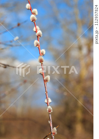 Pussy willow branch at early spring 112937824