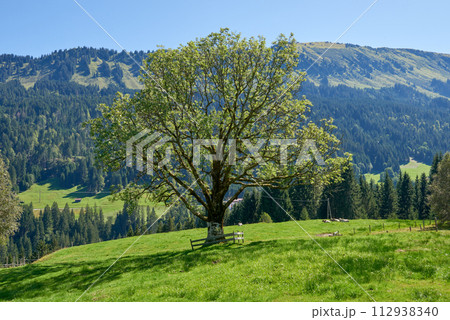 Alpine Symphony: Summer Majesty in the Mountain Wilderness. Majestic Peaks and a Lone Tree in the Meadow. Mountain: A Grand Tree Gracing the Alpine Pasture. Blue Skies Over Peaks: A Majestic Alpine 112938340