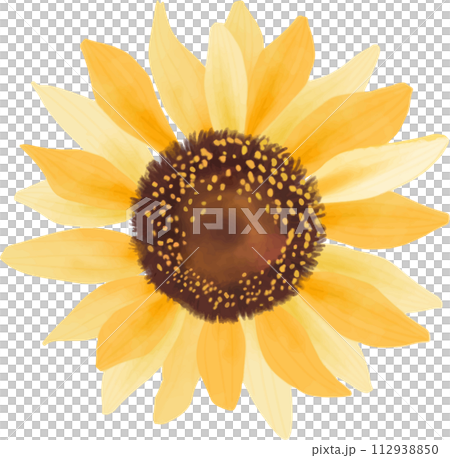 Sunflower painted in watercolor Sunflower painted in watercolor 112938850