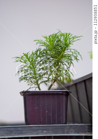 Growing flower seedlings indoors under full spectrum LED lighting. Plants are standing on shelves.  112938851