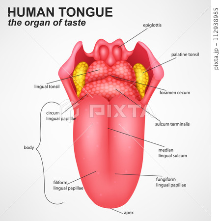 Human Tongue Anatomy Structure, Vector Illustration 112938985