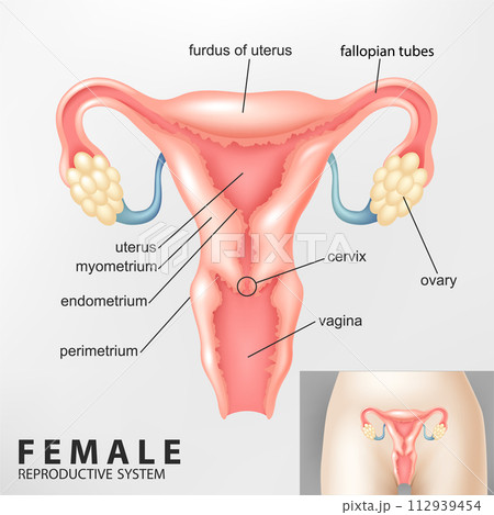 Diagram of Female reproductive system, Vector Illustration Diagram of Female reproductive system, Vector Illustration 112939454