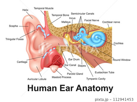 Human Ear Detailed Anatomy, Vector Illustration 112941453
