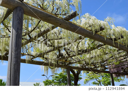 白いフジの花 112941894