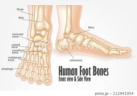 Human Foot Bones Front And Side View Anatomy, Vector Illustration 112941954