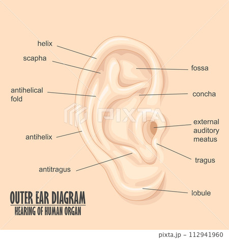 Outer Ear Diagram hearing of human organ, Vector Illustration 112941960