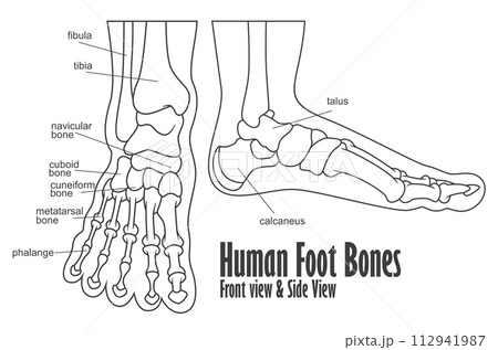 Human Foot Bones Front And Side View Anatomy, Vector Illustration 112941987
