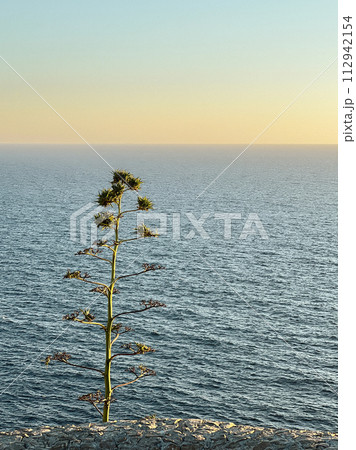 A vertical shot of a plant in the middle of the sea at sunset at Malta A vertical shot of a plant in the middle of the sea at sunset at Malta 112942154