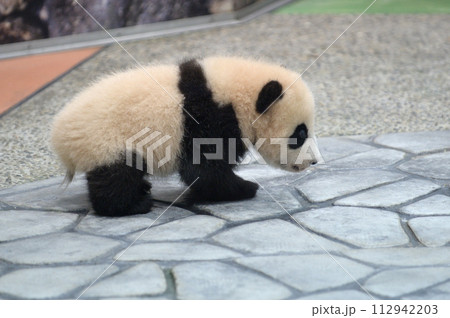 生後115日齢の陽浜 112942203