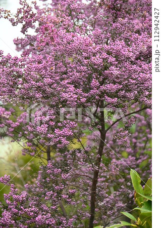 ジャノメエリカの花 112942427