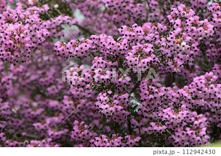 ジャノメエリカの花 ジャノメエリカの花 112942430