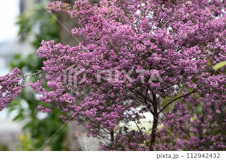 ジャノメエリカの花 112942432