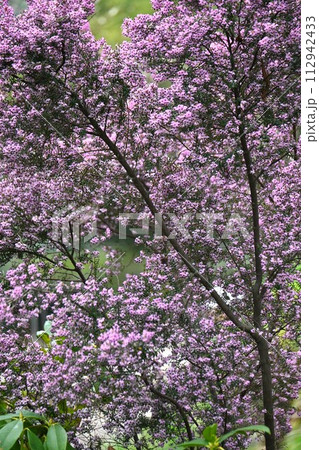 ジャノメエリカの花 112942433